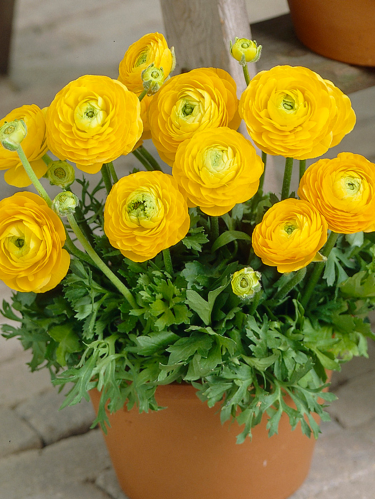 Ранункулюс (лютик) Tomer Yellow (5 шт. в упаковке)