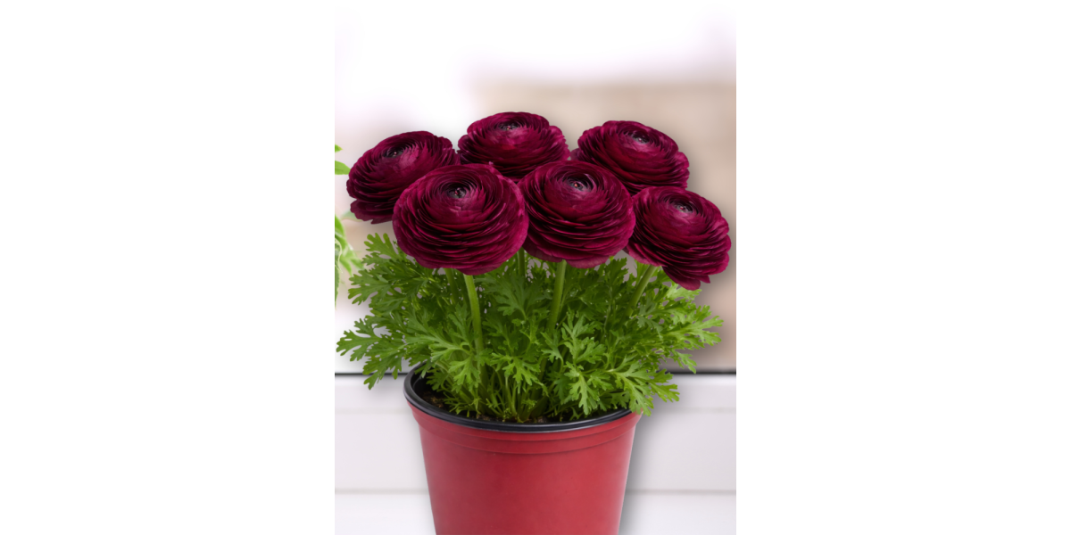 Ранункулюс (лютик) Tomer Purple (5 шт. в упаковці)