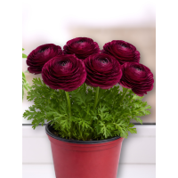 Ранункулюс (лютик) Tomer Purple (5 шт. в упаковці)
