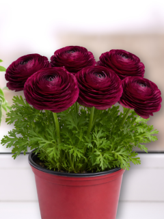Ранункулюс (лютик) Tomer Purple (5 шт. в упаковці)
