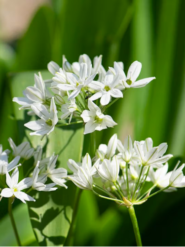 Трителея Hyacinthina (5 шт. в упаковке)
