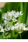 Трителея Hyacinthina (5 шт. в упаковке)