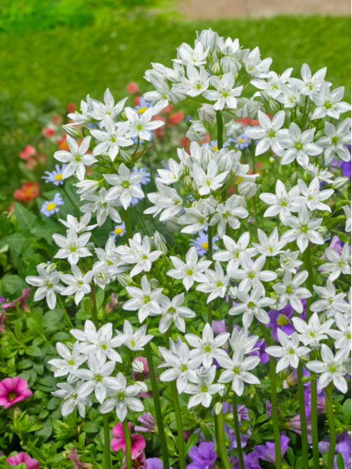 Трителея Hyacinthina (5 шт. в упаковке)