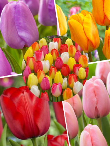 Мікс тюльпанів Дарвіна (10 шт. в упаковці)