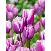 Тюльпан Purple Elegance (2 шт. в упаковке)