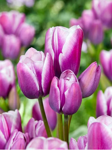 Тюльпан Purple Elegance (2 шт. в упаковке)