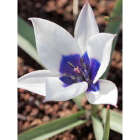 Тюльпан Alba Coerulea Oculata (3 шт. в упаковці)