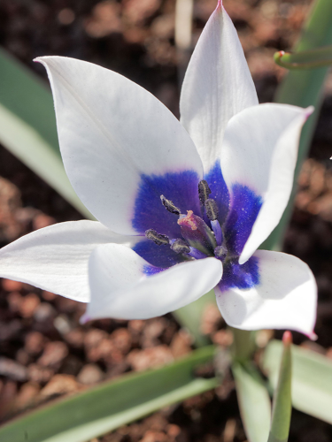 Тюльпан Alba Coerulea Oculata (3 шт. в упаковці)