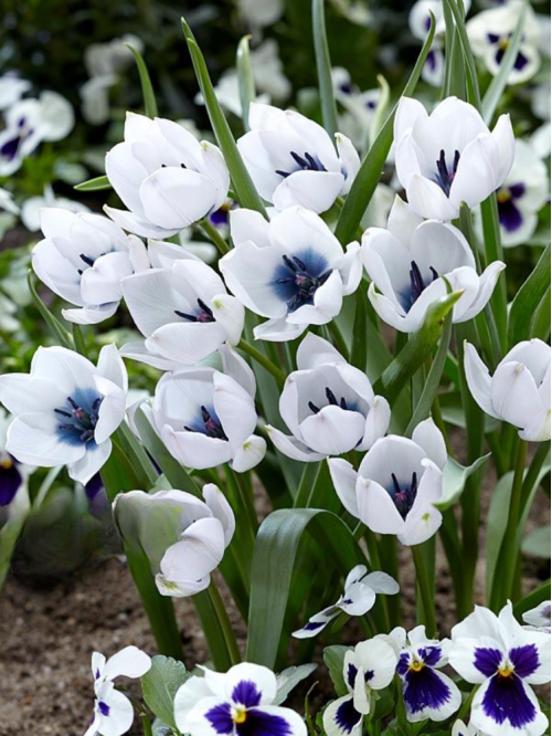 Тюльпан Alba Coerulea Oculata (3 шт. в упаковці)