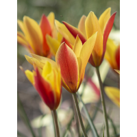 Тюльпан Clusiana Chrysantha (5 шт. в упаковці)