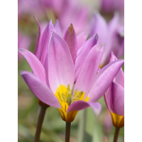 Тюльпан Humilis (5 шт. в упаковке)