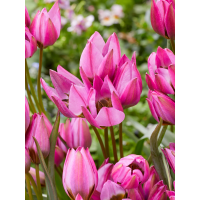 Тюльпан Violetta (5 шт. в упаковці)