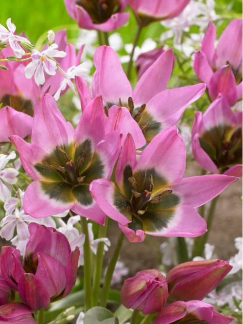 Тюльпан Violetta (5 шт. в упаковці)
