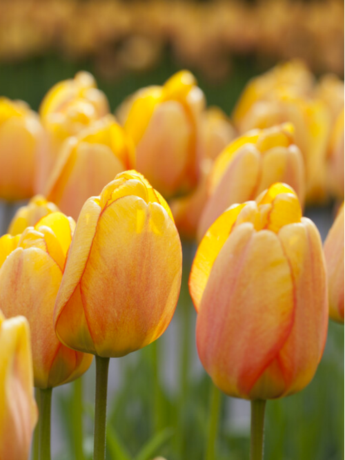 Тюльпан Blushing Apeldoorn (2 шт. в упаковке)