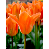 Тюльпан Orange Emperor (2 шт. в упаковці)