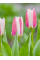 Тюльпан Rosy Dream (2 шт. в упаковці)