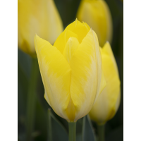 Тюльпан Yellow Purissima (2 шт. в упаковке)