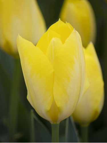 Тюльпан Yellow Purissima (2 шт. в упаковке)