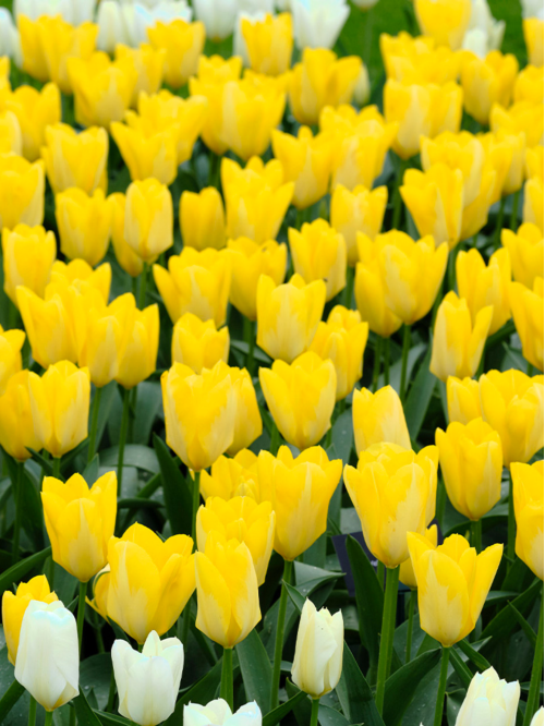 Тюльпан Yellow Purissima (2 шт. в упаковці)