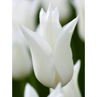Тюльпан White Triumphator (2 шт. в упаковці)