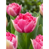 Тюльпан Polder Pink (2 шт. в упаковці)