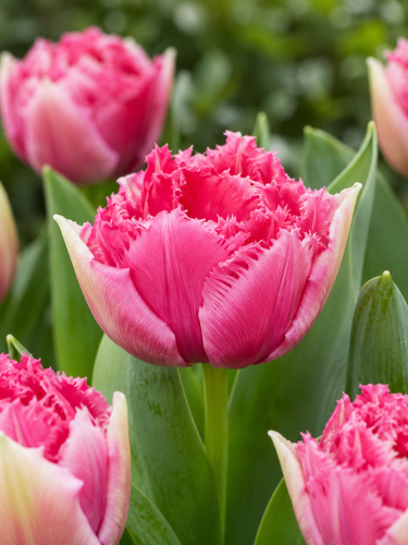Тюльпан Polder Pink (2 шт. в упаковці)