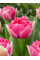Тюльпан Polder Pink (2 шт. в упаковці)