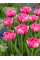 Тюльпан Polder Pink (2 шт. в упаковці)