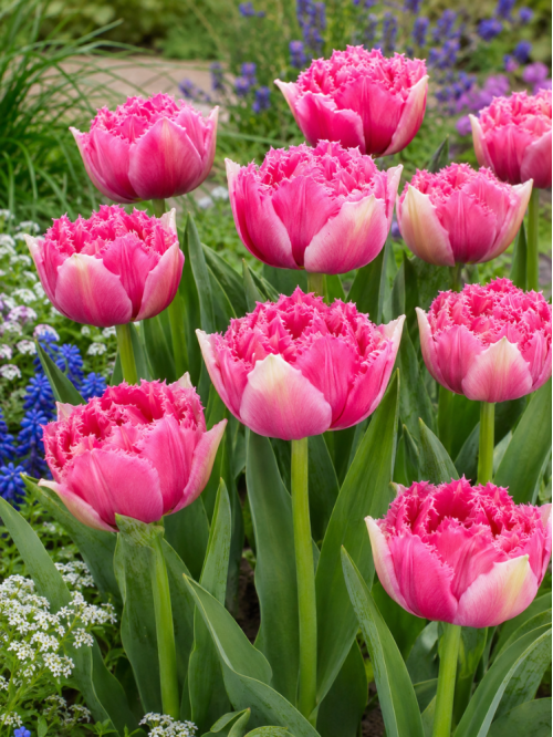Тюльпан Polder Pink (2 шт. в упаковці)
