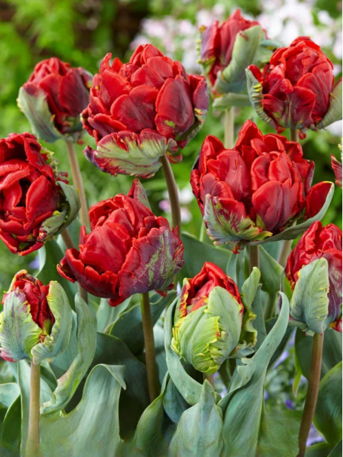 Тюльпан Rococo Double (2 шт. в упаковці)