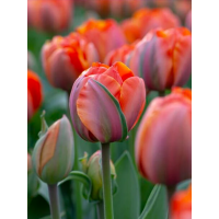 Тюльпан Queensday (2 шт. в упаковці)