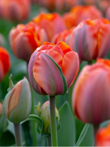 Тюльпан Queensday (2 шт. в упаковці)