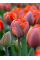 Тюльпан Queensday (2 шт. в упаковці)