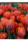 Тюльпан Queensday (2 шт. в упаковці)