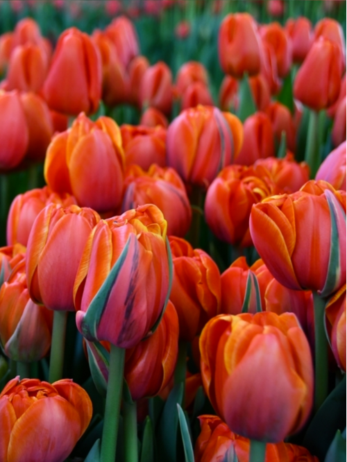 Тюльпан Queensday (2 шт. в упаковці)