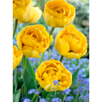 Тюльпан Yellow Pompenette (2 шт. в упаковке)