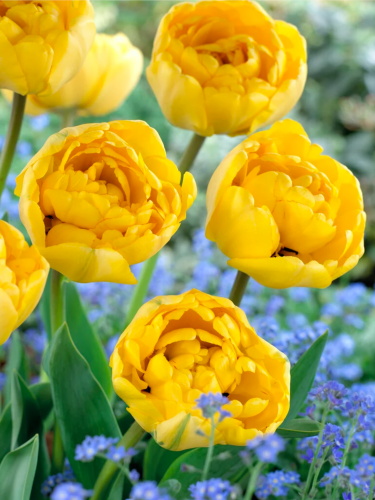 Тюльпан Yellow Pompenette (2 шт. в упаковці)