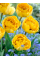 Тюльпан Yellow Pompenette (2 шт. в упаковці)