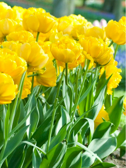 Тюльпан Yellow Pompenette (2 шт. в упаковці)