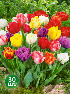 Мікс Махрових тюльпанів (30 шт. в упаковці)