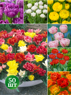 Мікс Махрових тюльпанів (50 шт. в упаковці)
