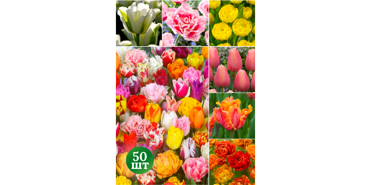 Мікс тюльпанів Дивограй (різні види) (50 шт. в упаковці)