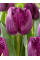 Тюльпан San Clemente (2 шт. в упаковці)
