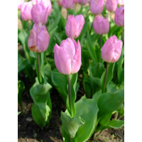 Тюльпан Light Pink Prince (2 шт. в упаковці)