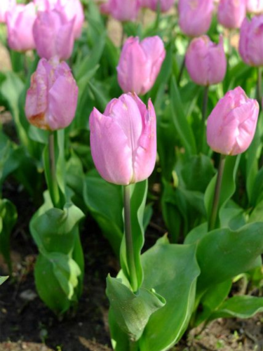 Тюльпан Light Pink Prince (2 шт. в упаковке)