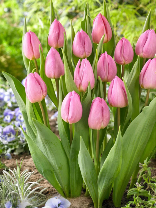 Тюльпан Light Pink Prince (2 шт. в упаковці)