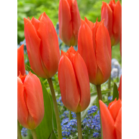 Тюльпан Orange Brilliant (2 шт. в упаковке)