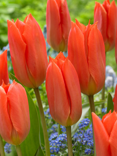 Тюльпан Orange Brilliant (2 шт. в упаковці)