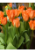 Тюльпан Orange Brilliant (2 шт. в упаковці)