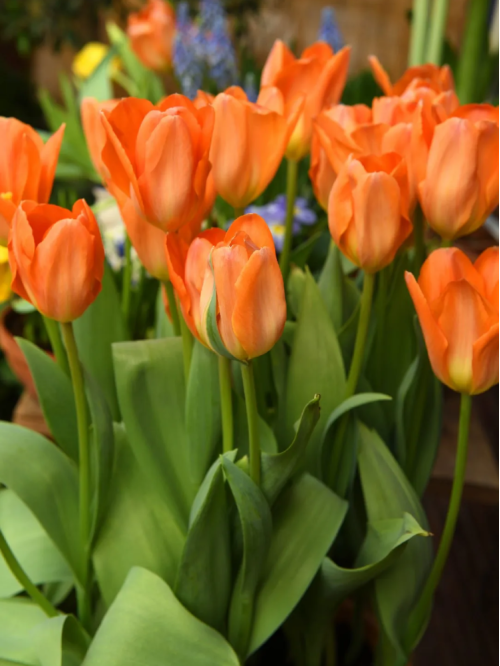 Тюльпан Orange Brilliant (2 шт. в упаковці)